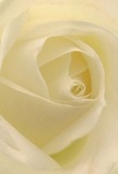 The heart of this cream-hued rose draws you close, its petals unfolding in delicate spirals that carry the peaceful ambiance of a Chase Cross morning. Gentle shadows slip between layers of ivory, lending a quiet intensity and poetic drama to the bloom's elegant form. The texture calls to mind dew-damp grass in a suburban garden, soft and impossibly light, while the overall composition exudes a serenity that is both comforting and uplifting-a tribute to the area's welcoming community spirit. Each curve has been shaped with mastery, making the rose an honest symbol of reverence or hope-an ideal selection for sending condolences or marking fresh beginnings in Chase Cross. The artistry behind the scene is unmistakable, with every detail speaking of patience, skill, and genuine care. If you listen, you might almost catch a whiff of its subtle scent, promising both solace and quiet celebration, perfectly suited for moments that matter to families and friends throughout this cherished neighbourhood.